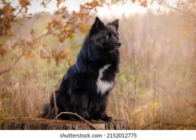 Black Medium German Spitz Dog