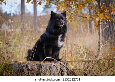 Black Medium German Spitz Dog