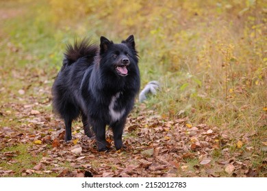 Black Medium German Spitz Dog