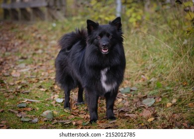 Black Medium German Spitz Dog