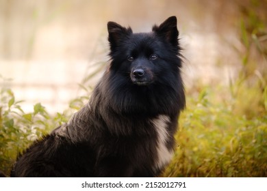 Black Medium German Spitz Dog