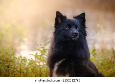 Black Medium German Spitz Dog