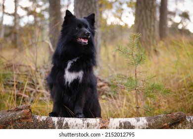 Black Medium German Spitz Dog