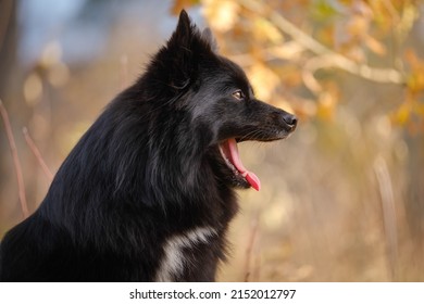 Black Medium German Spitz Dog