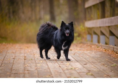 Black Medium German Spitz Dog