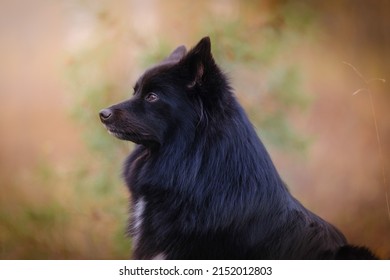 Black Medium German Spitz Dog