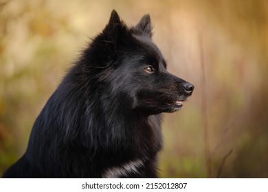 Black Medium German Spitz Dog