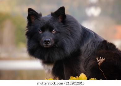 Black Medium German Spitz Dog