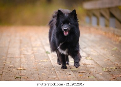 Black Medium German Spitz Dog