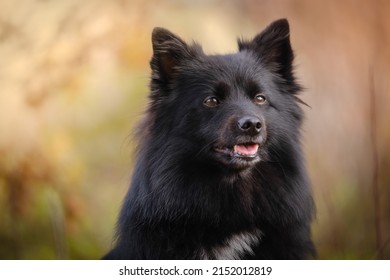 Black Medium German Spitz Dog