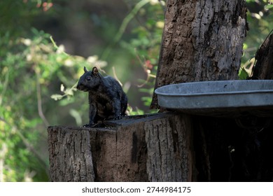 A black or melanistic Eastern Gray Squirrel (Sciurus carolinensis). Known outside of the United States as the Grey Squirrel, it is a species of tree squirrel in the genus Sciurus.