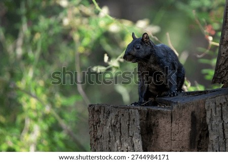 A black or melanistic Eastern Gray Squirrel (Sciurus carolinensis). Known outside of the United States as the Grey Squirrel, it is a species of tree squirrel in the genus Sciurus.