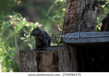 A black or melanistic Eastern Gray Squirrel (Sciurus carolinensis). Known outside of the United States as the Grey Squirrel, it is a species of tree squirrel in the genus Sciurus.