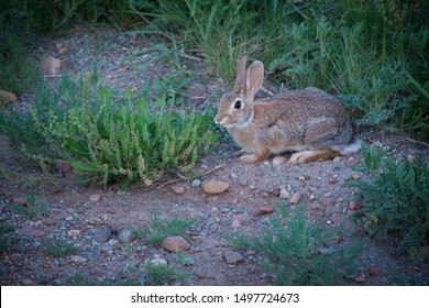 Black Mesa State Park & Nature Reserve, Oklahoma Panhandle