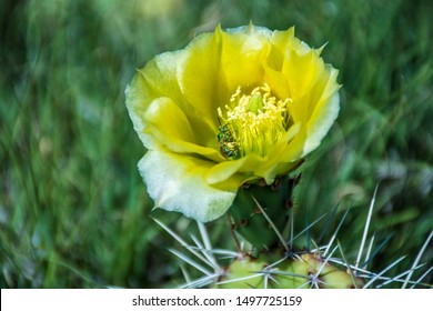 Black Mesa State Park & Nature Reserve, Oklahoma Panhandle