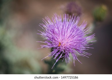 Black Mesa State Park & Nature Reserve, Oklahoma Panhandle