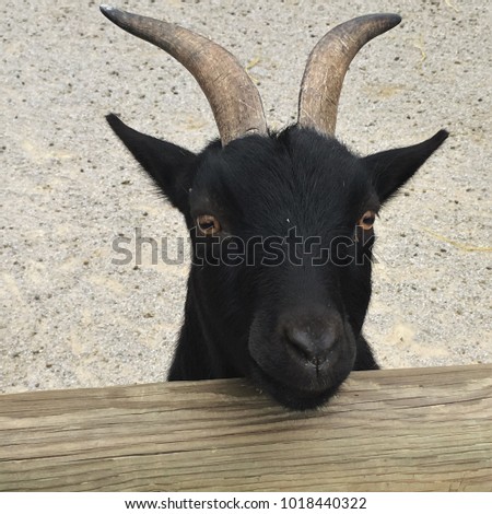 Are not black midget pics Thank you black midget pics