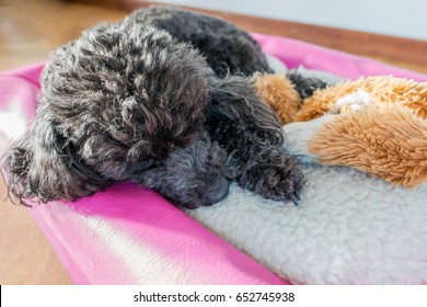 Black Minature Poodle Napping