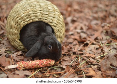 Black Mini Lop Rabbit Eating Snack while in Bungalow  
