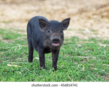 Black Mini Pig Vietnamese Breed On Stock Photo 456814741 | Shutterstock