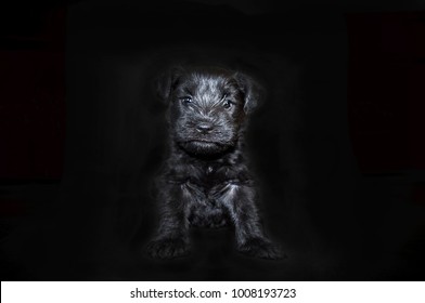 Black Mini Schnauzer Puppy