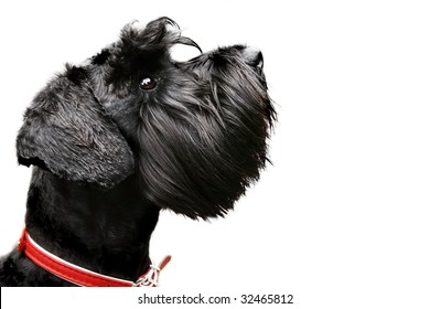 Black Miniature Schnauzer Isolated