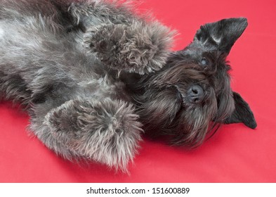 stuffed black miniature schnauzer