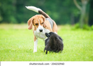 Black Miniature Spitz With Beagle