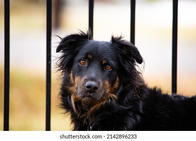 Black mixed breed dog with brown accents and brown eyes