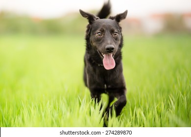 Black Mixed Breed Dog Portrait