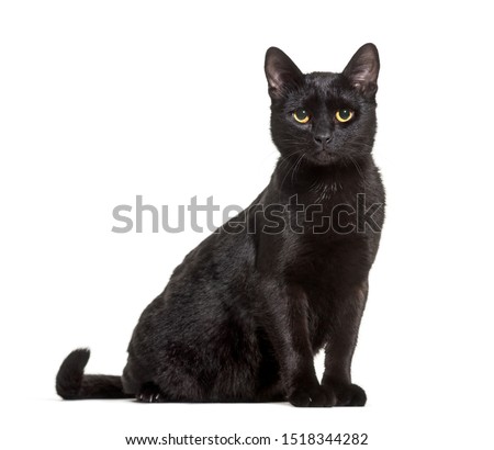 Black mixed-breed domestic cat sitting against white background