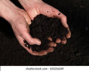 Black Moist Soil In Man's Hands, Closeup