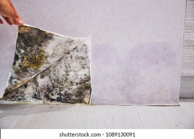 Black mold buildup in the corner of an old house. development of mildew under the Wallpaper - Shutterstock ID 1089130091