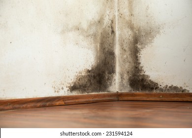 Black mold buildup in the corner of an old house - Shutterstock ID 231594124