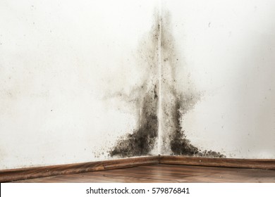 Black mold buildup in the corner of an old house  - Shutterstock ID 579876841