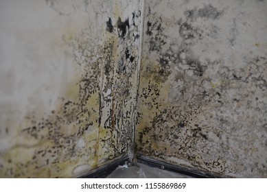 Mouldy Wall Images Stock Photos Vectors Shutterstock