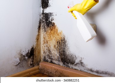 Black Mold In The Corner Of Room Wall. Preparation For Mold Removal. 