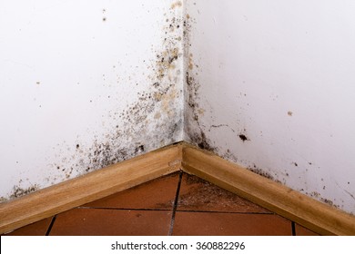 Black Mold In The Corner Of Room Wall