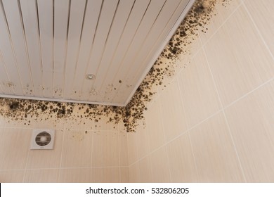 Imagenes Fotos De Stock Y Vectores Sobre Mold Bathroom Shutterstock