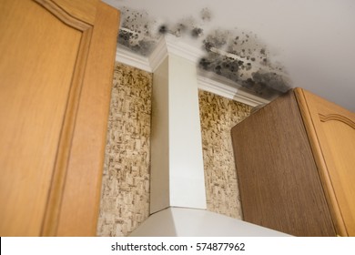black mold damage to home