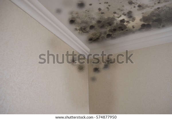 black mold damage to\
home