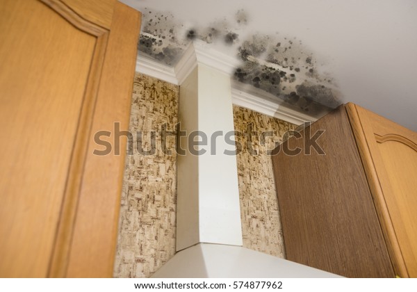 black mold damage to\
home