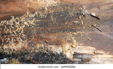 Black Mold and Fungus Growing on Wood Plank From Home Renovation