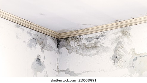 black mold and fungus spreading around the house, leaking and leaking water in the ceiling
