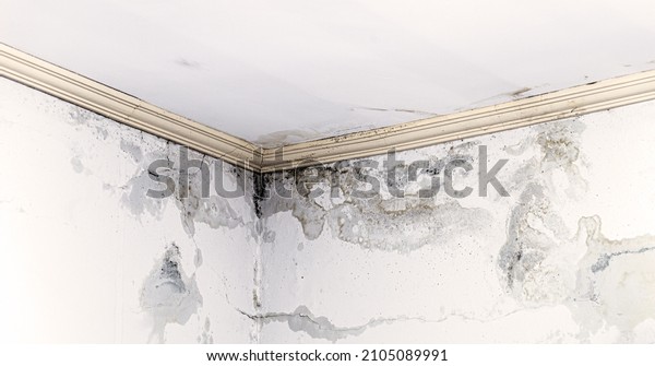 black mold and fungus spreading\
around the house, leaking and leaking water in the\
ceiling