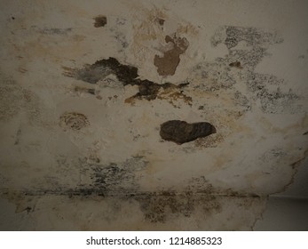 Mould Cleaning Stock Photos Images Photography Shutterstock
