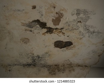 Water Mold Images Stock Photos Vectors Shutterstock