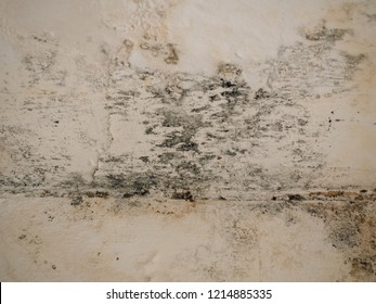 Ceiling Mold Images Stock Photos Vectors Shutterstock