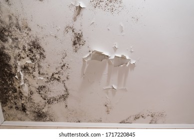 Black mold and mildew spots on the ceiling or wall due to poor air ventilation and high humidity. Harm to health. - Shutterstock ID 1717220845