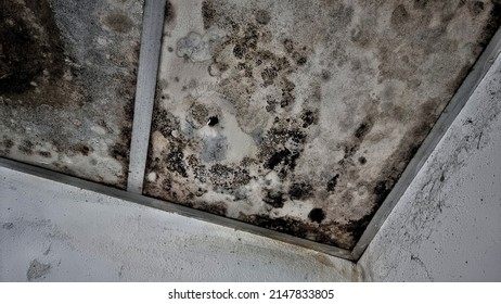 Black mold and mildew spots on the toilet ceiling.poor air ventilation and high humidity concept